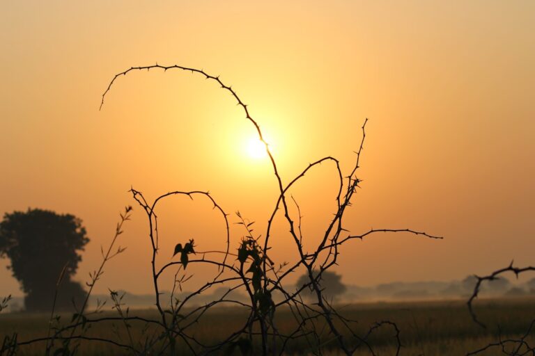 Adani Green Energy Commissions Record 5.05 GW Renewable Capacity in FY26